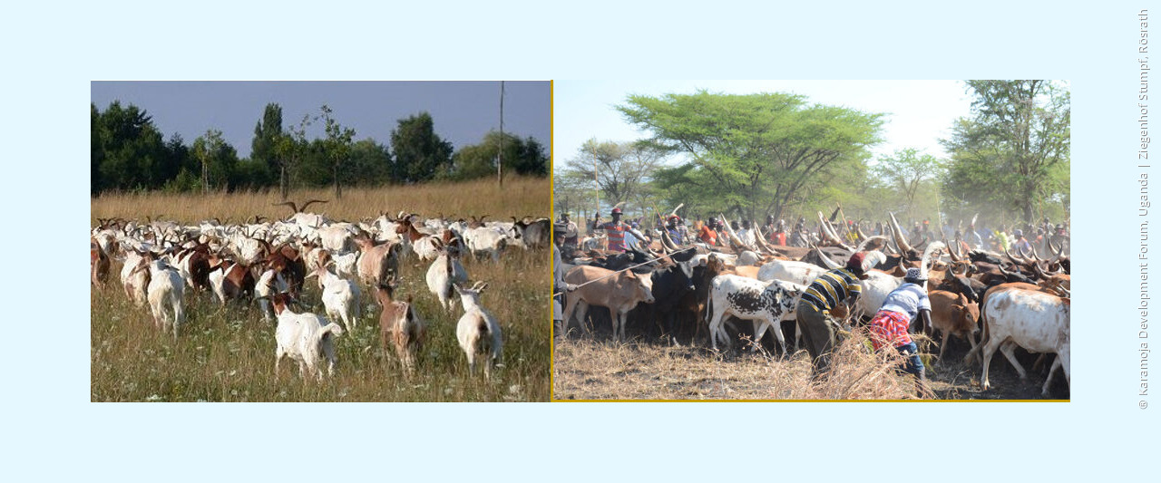 Pastoralism today